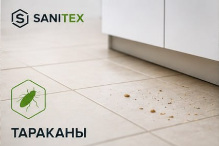 Тараканы