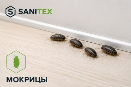 Мокрицы
